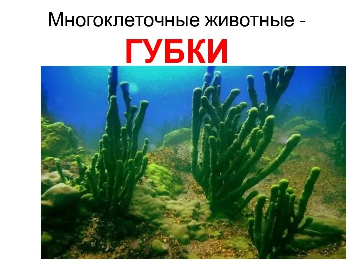 Многоклеточные животные - ГУБКИ