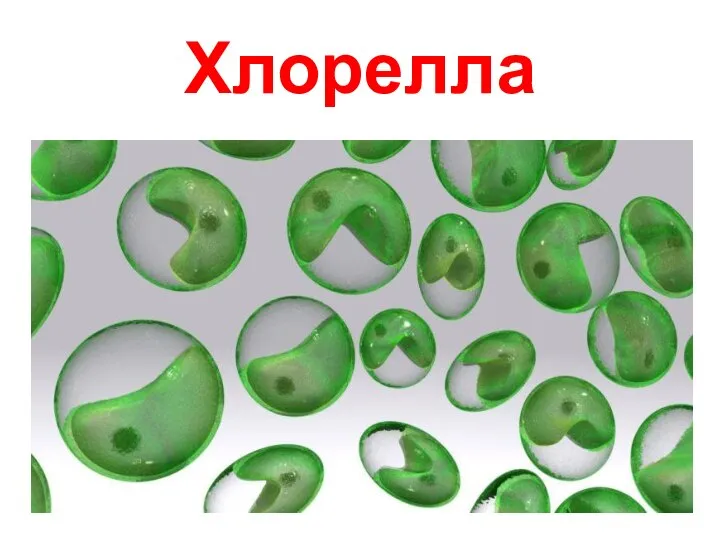 Хлорелла