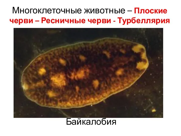 Многоклеточные животные – Плоские черви – Ресничные черви - Турбеллярия Байкалобия