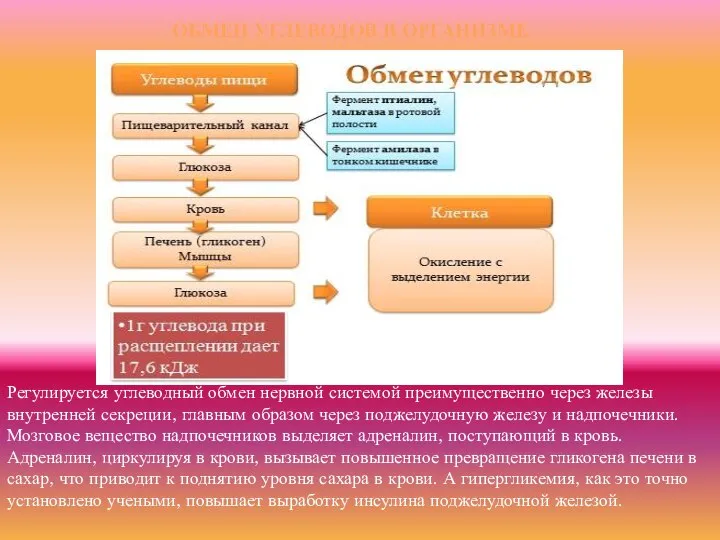 ОБМЕН УГЛЕВОДОВ В ОРГАНИЗМЕ Регулируется углеводный обмен нервной системой преимущественно через железы