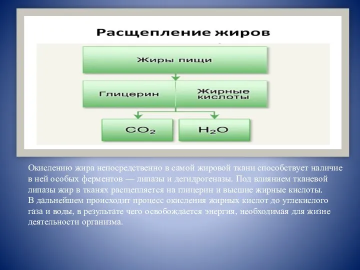 Окислению жира непосредственно в самой жировой ткани способствует наличие в ней особых