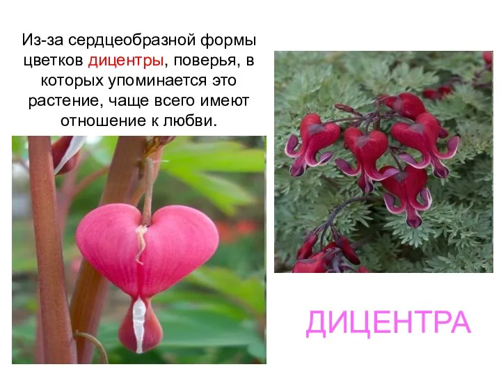 ДИЦЕНТРА Из-за сердцеобразной формы цветков дицентры, поверья, в которых упоминается это растение,