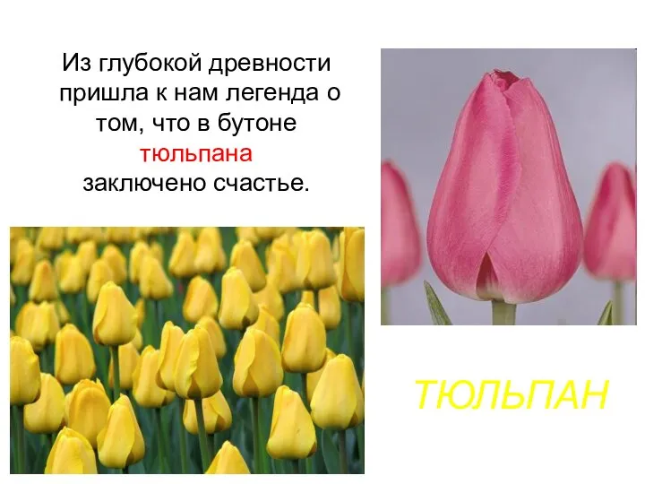 ТЮЛЬПАН Из глубокой древности пришла к нам легенда о том, что в бутоне тюльпана заключено счастье.