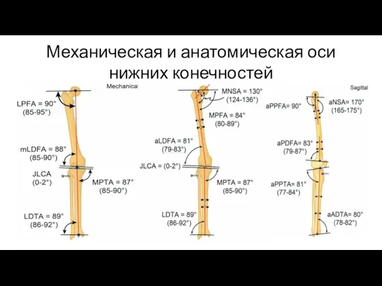 Механическая и анатомическая оси нижних конечностей