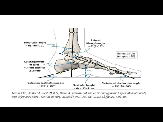 Lamm B.M., Stasko P.A., Gesheff M.G., Bhave A. Normal Foot and Ankle