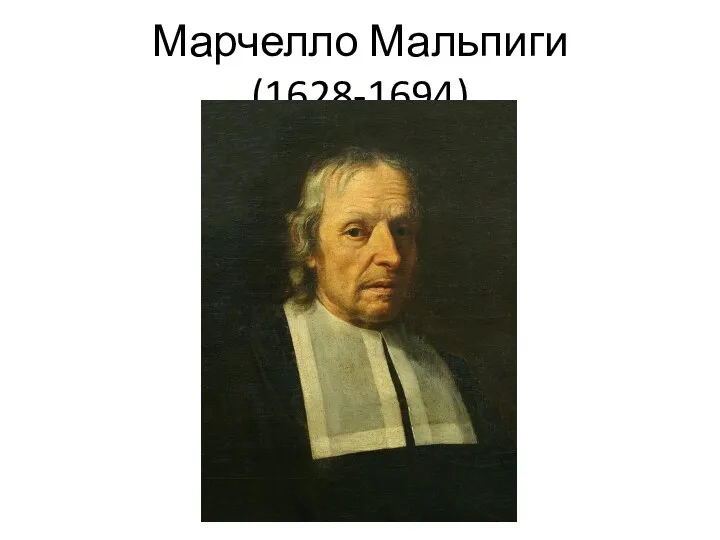 Марчелло Мальпиги (1628-1694)