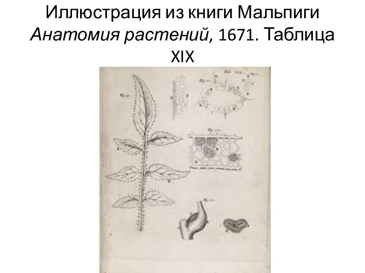 Иллюстрация из книги Мальпиги Анатомия растений, 1671. Таблица XIX