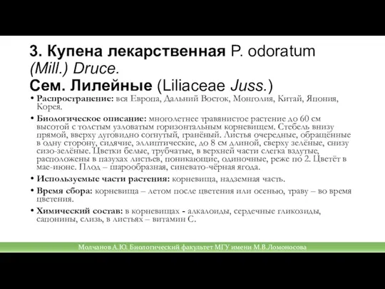 3. Купена лекарственная P. odoratum (Mill.) Druce. Сем. Лилейные (Liliaceae Juss.) Распространение: