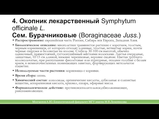 4. Окопник лекарственный Symphytum officinale L. Сем. Бурачниковые (Boraginaceae Juss.) Распространение: европейская
