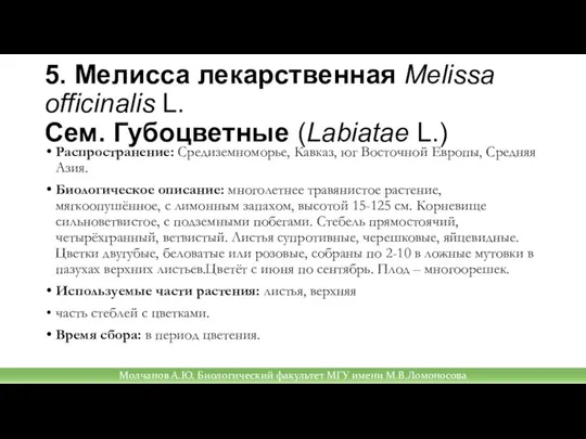 5. Мелисса лекарственная Melissa officinalis L. Сем. Губоцветные (Labiatae L.) Распространение: Средиземноморье,