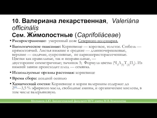 10. Валериана лекарственная, Valeriána officinális Сем. Жи́молостные (Caprifoliáceae) Распространение: умеренный пояс Северного