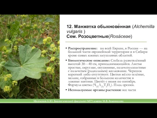 12. Манжетка обыкнове́нная (Alchemilla vulgaris ) Сем. Розоцветные(Rosáceae) Распространение: по всей Европе,