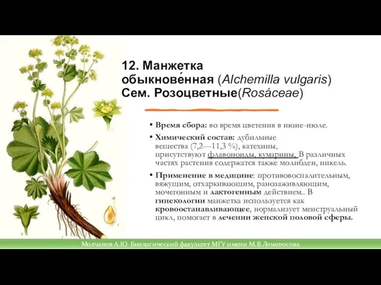 Время сбора: во время цветения в июне-июле. Химический состав: дубильные вещества (7,2—11,3