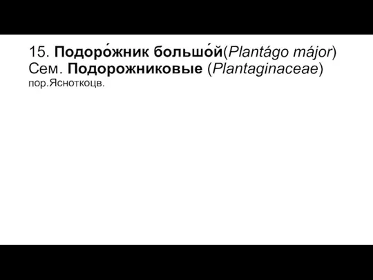 15. Подоро́жник большо́й(Plantágo májor) Сем. Подорожниковые (Plantaginaceae) пор.Ясноткоцв.