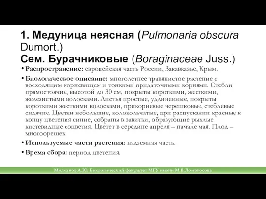 1. Медуница неясная (Pulmonaria obscura Dumort.) Сем. Бурачниковые (Boraginaceae Juss.) Распространение: европейская