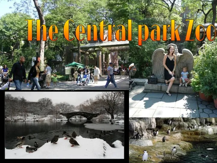 The Central park Zoo