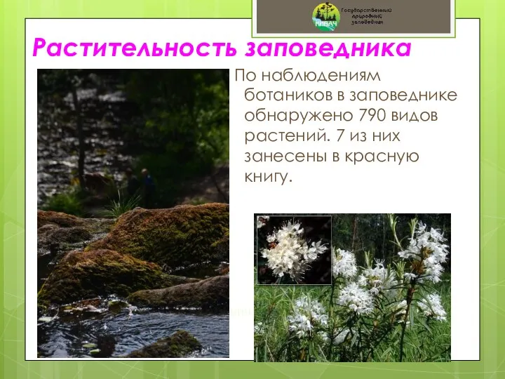 Растительность заповедника По наблюдениям ботаников в заповеднике обнаружено 790 видов растений. 7