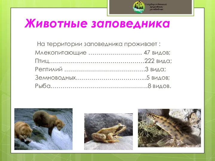 На территории заповедника проживает : Млекопитающие ……………………… 47 видов; Птиц…………………………………………222 вида; Рептилий