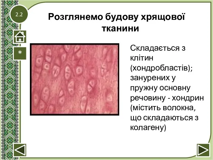2.2 Розглянемо будову хрящової тканини * Складається з клітин (хондробластів); занурених у