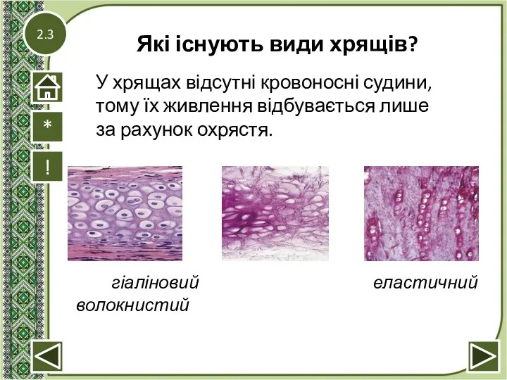 2.3 Які існують види хрящів? ! гіаліновий еластичний волокнистий * У хрящах