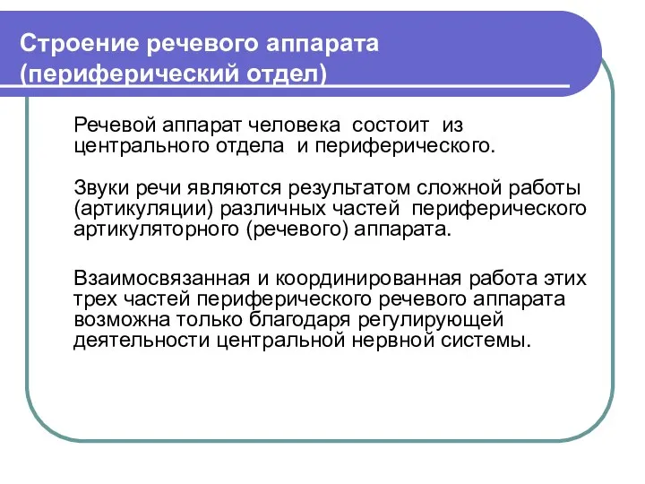 Строение речевого аппарата (периферический отдел) Речевой аппарат человека состоит из центрального отдела