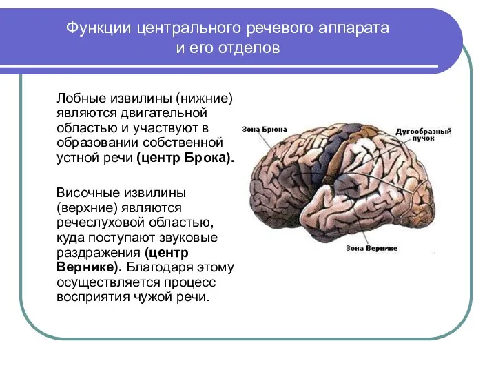 Функции центрального речевого аппарата и его отделов Лобные извилины (нижние) являются двигательной