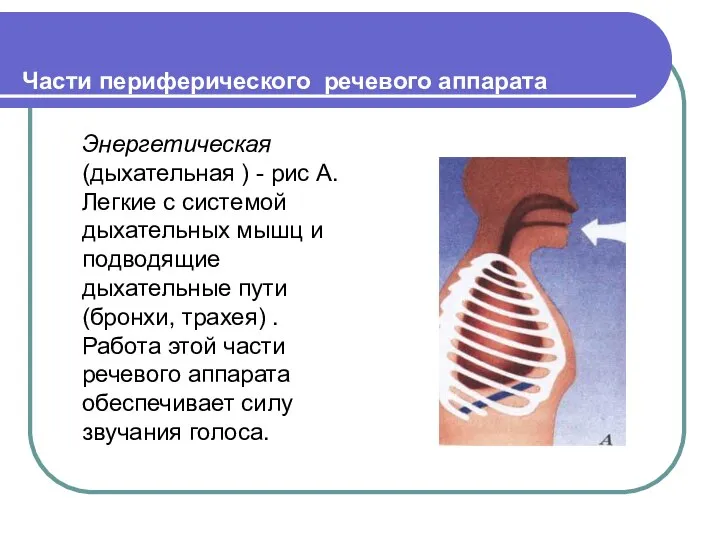 Части периферического речевого аппарата Энергетическая (дыхательная ) - рис А. Легкие с