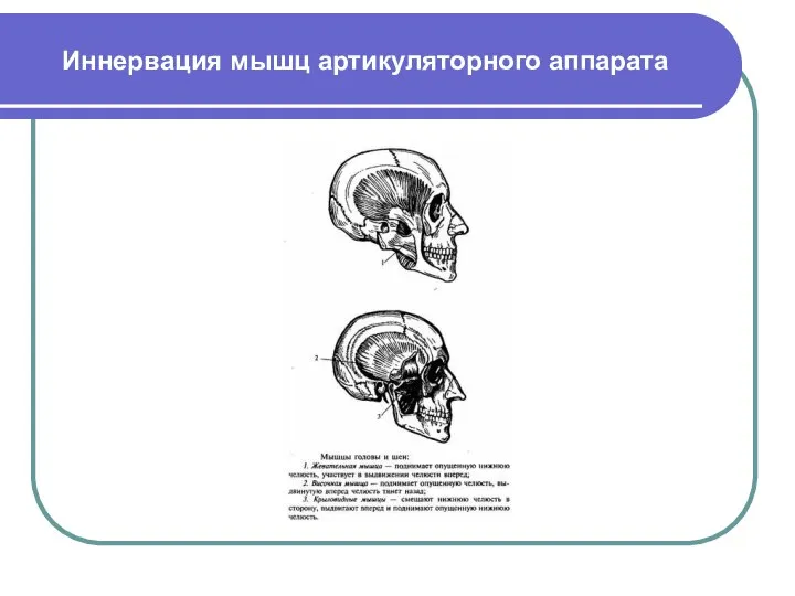 Иннервация мышц артикуляторного аппарата