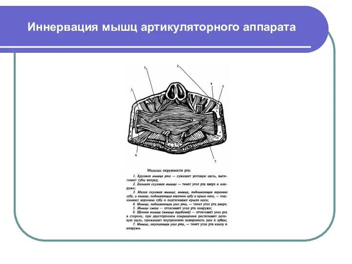 Иннервация мышц артикуляторного аппарата