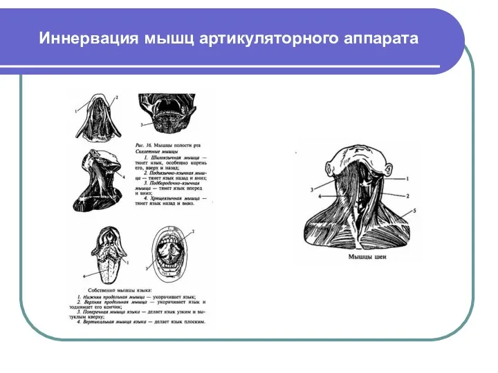 Иннервация мышц артикуляторного аппарата