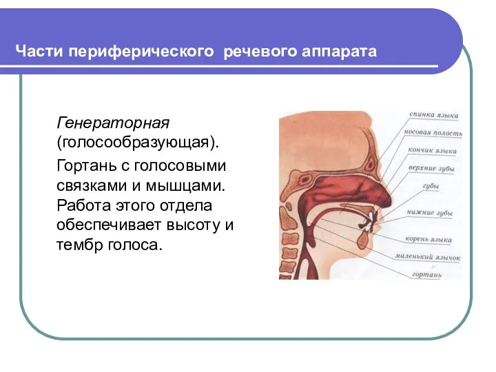 Части периферического речевого аппарата Генераторная (голосообразующая). Гортань с голосовыми связками и мышцами.