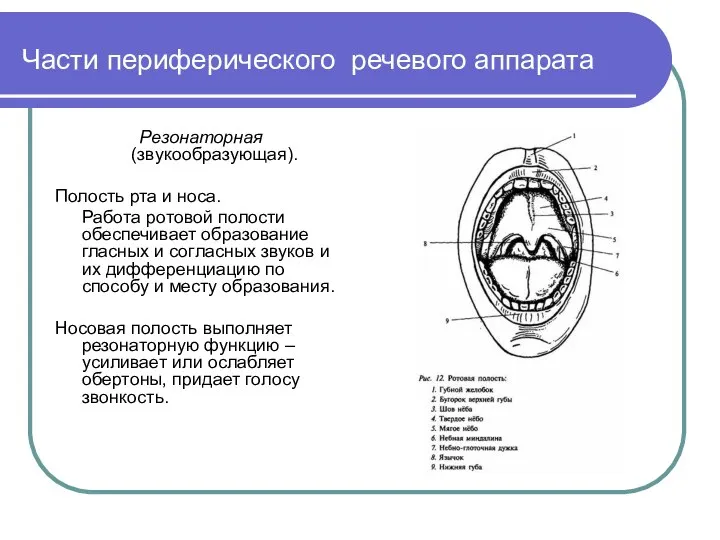 Части периферического речевого аппарата Резонаторная (звукообразующая). Полость рта и носа. Работа ротовой