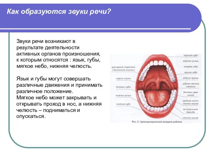 Как образуются звуки речи? Звуки речи возникают в результате деятельности активных органов