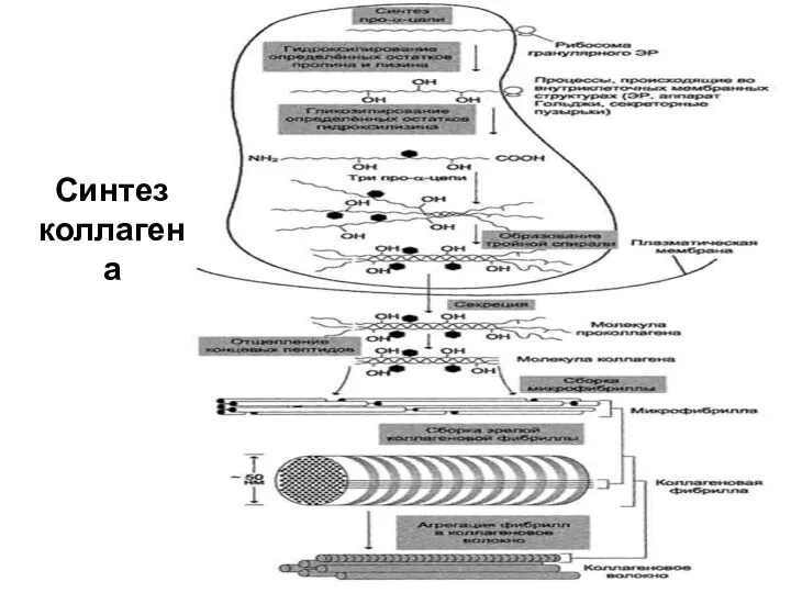 Синтез коллагена