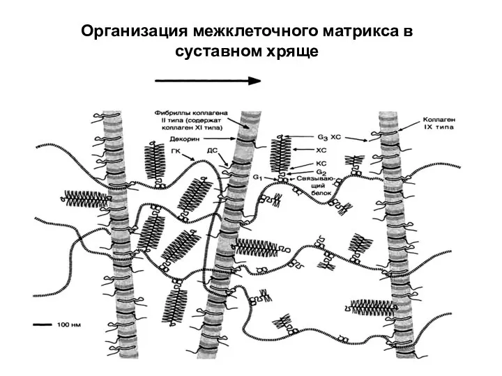 Организация межклеточного матрикса в суставном хряще