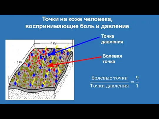 Точки на коже человека, воспринимающие боль и давление Точка давления Болевая точка