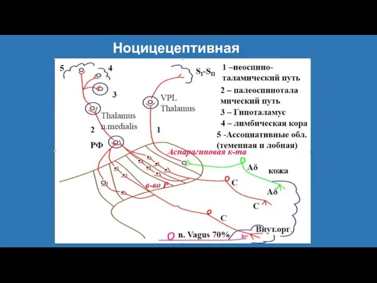 Ноцицецептивная система