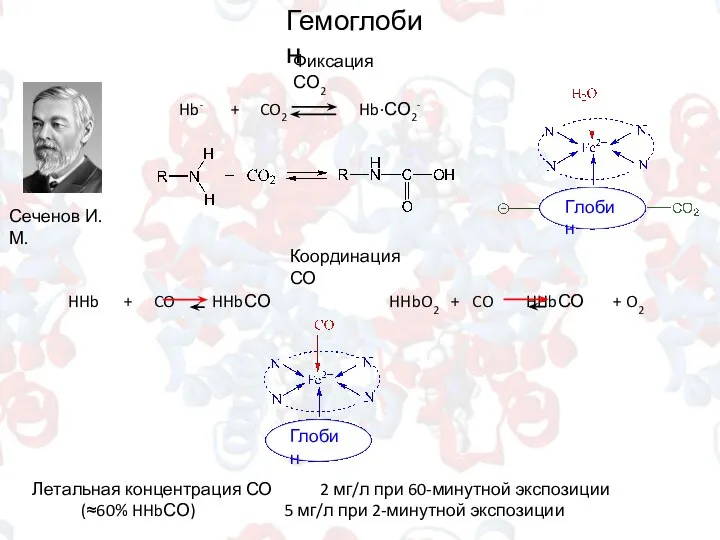 Сеченов И.М. Фиксация СО2 Гемоглобин Координация СО Летальная концентрация СО 2 мг/л