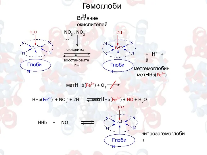 Влияние окислителей Глобин Гемоглобин окислитель восстановитель + Н+ + ē NO3-, NO2-
