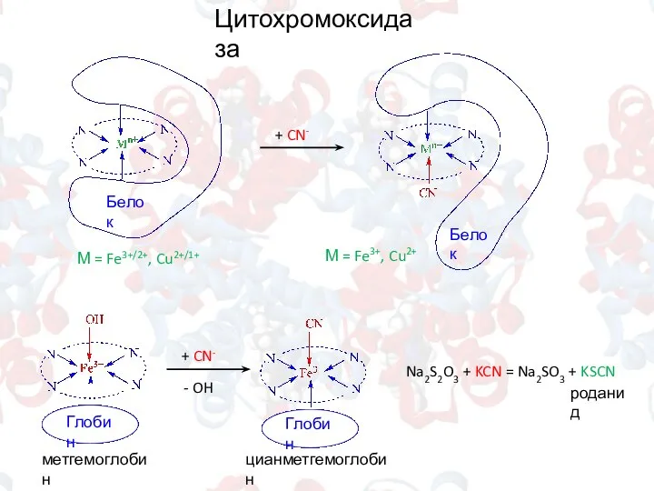 Цитохромоксидаза М = Fe3+/2+, Cu2+/1+ + CN- М = Fe3+, Cu2+ +