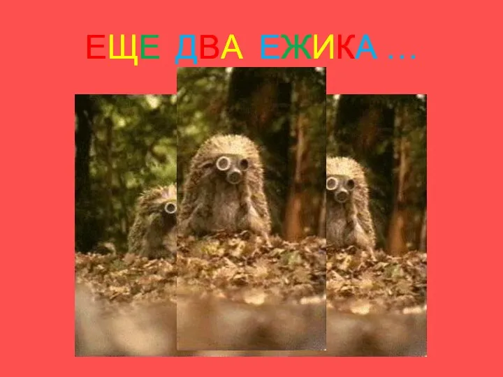 ЕЩЕ ДВА ЕЖИКА …