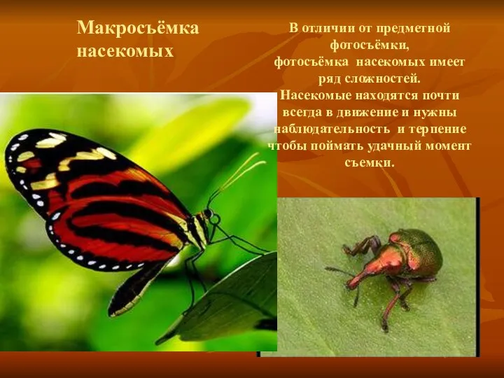 Макросъёмка насекомых В отличии от предметной фотосъёмки, фотосъёмка насекомых имеет ряд сложностей.