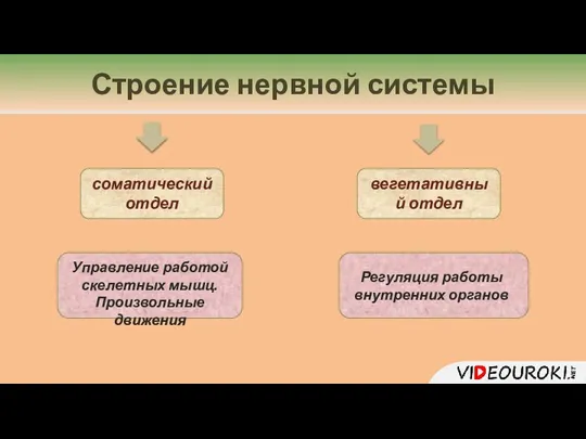 Строение нервной системы соматический отдел вегетативный отдел Управление работой скелетных мышц. Произвольные движения