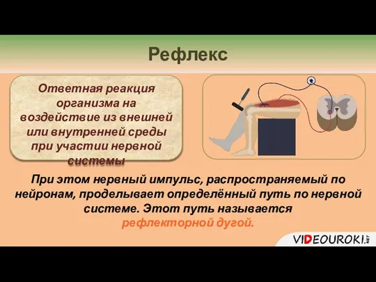 Рефлекс Ответная реакция организма на воздействие из внешней или внутренней среды при