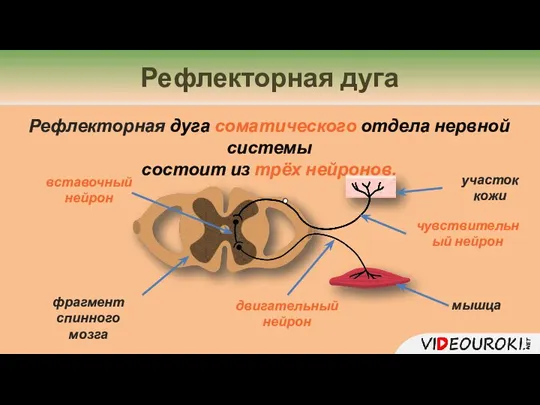 Рефлекторная дуга Рефлекторная дуга соматического отдела нервной системы состоит из трёх нейронов.