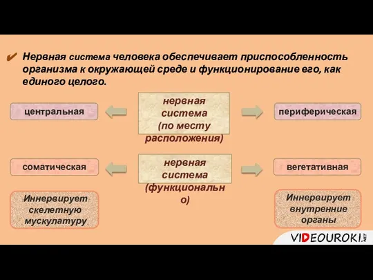 нервная система (по месту расположения) нервная система (функционально) периферическая Иннервирует внутренние органы