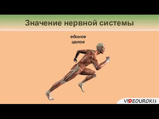 Значение нервной системы единое целое