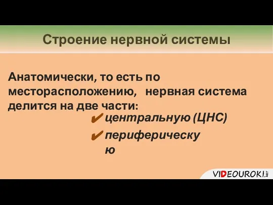 Строение нервной системы Анатомически, то есть по месторасположению, нервная система делится на