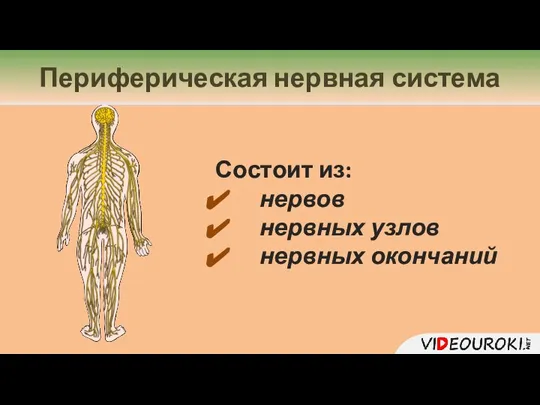 Периферическая нервная система Состоит из: нервов нервных узлов нервных окончаний