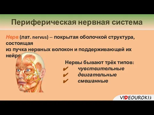 Нерв (лат. nervus) – покрытая оболочкой структура, состоящая из пучка нервных волокон